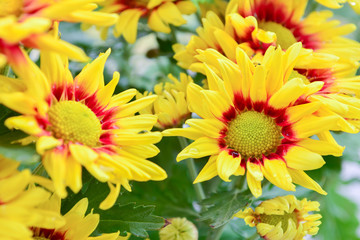 Beautiful flowers of chrysanthemums