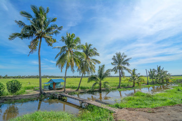 Fototapeta premium Paddy farm and coconut trees