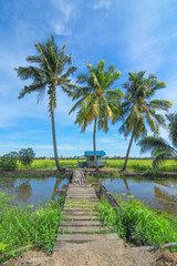 Fototapeta na wymiar Paddy farm and coconut trees