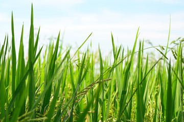 Close up rice field and sun sky