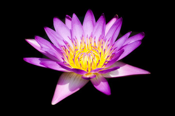 Obraz premium A perfect bloom waterlily isolated on black background