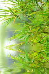 Abstract spring green background with bamboo leaves