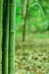 Obraz premium Bamboo green forest background