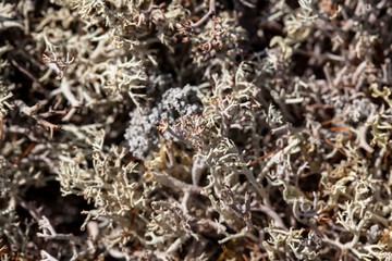 mosses and lichens of tundra, out of focus, blurry, macro