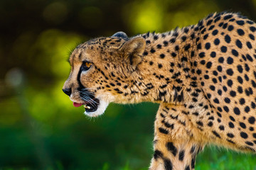 Hungry Cheetah licks his chops