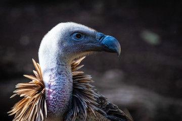 Portrait of Vulture