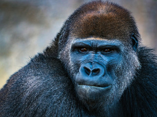 Fototapeta premium Portrait of Male Silverback Gorilla