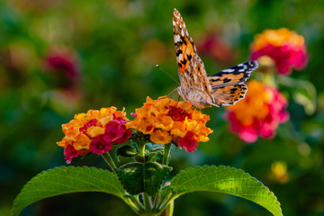A beautiful butterfly on the flowers of a tropical plant lantana camara. Bright summer floral background. Blossom Lantana camara.