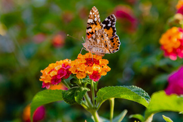 A beautiful butterfly on the flowers of a tropical plant lantana camara. Bright summer floral background. Blossom Lantana camara.