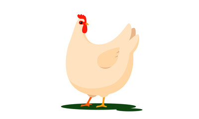 Fat white chicken vector illustration. Flat cartoonish rooster with red cockscomb isolated on white background. Funny male bird.