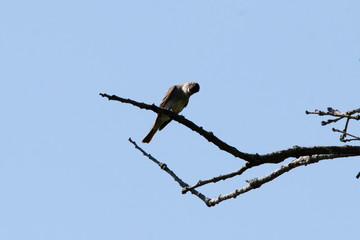 Who You Callin' Peewee?