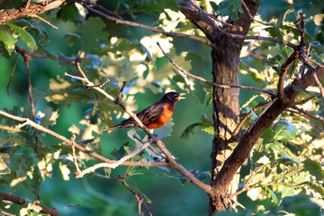 Robin Singing in a Tree