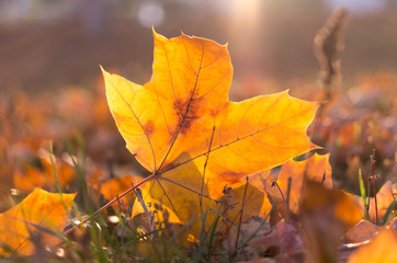 Fototapeta na wymiar Yellow autumn leaf on the ground. Sunny weather in the fall.
