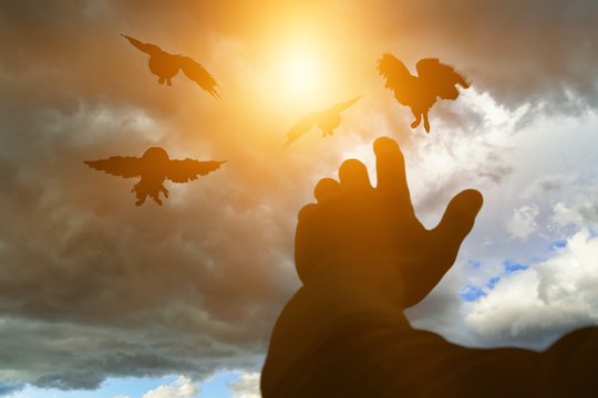 Close-up photo of male hands with birds on clouds background