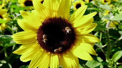 Obraz premium Sonnenblumen in der Sommer Sonne