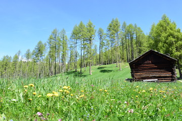 Lärchenwiese in den Sextener Dolomiten Südtirol