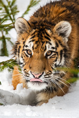 Siberian Tiger running in snow. Beautiful, dynamic and powerful photo of this majestic animal. Set in environment typical for this amazing animal. Birches and meadows