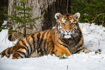 Siberian Tiger running in snow. Beautiful, dynamic and powerful photo of this majestic animal. Set in environment typical for this amazing animal. Birches and meadows