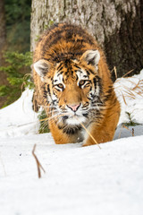Siberian Tiger running in snow. Beautiful, dynamic and powerful photo of this majestic animal. Set in environment typical for this amazing animal. Birches and meadows