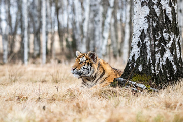 Siberian Tiger running in snow. Beautiful, dynamic and powerful photo of this majestic animal. Set in environment typical for this amazing animal. Birches and meadows