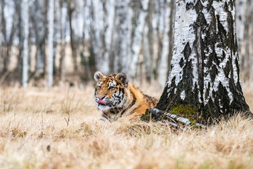 Siberian Tiger running in snow. Beautiful, dynamic and powerful photo of this majestic animal. Set in environment typical for this amazing animal. Birches and meadows