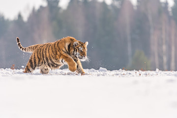 Siberian Tiger running in snow. Beautiful, dynamic and powerful photo of this majestic animal. Set in environment typical for this amazing animal. Birches and meadows
