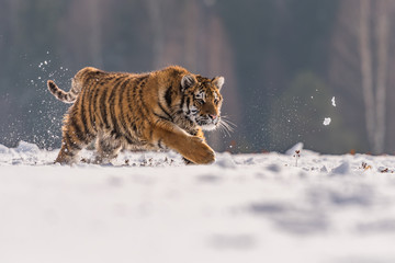 Siberian Tiger running in snow. Beautiful, dynamic and powerful photo of this majestic animal. Set in environment typical for this amazing animal. Birches and meadows
