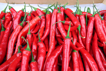 Red hot chili pepper close up. Harvest	