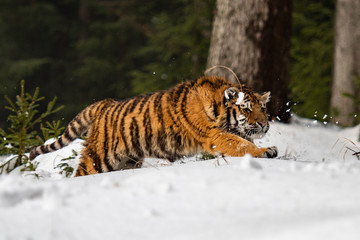 Siberian Tiger running in snow. Beautiful, dynamic and powerful photo of this majestic animal. Set in environment typical for this amazing animal. Birches and meadows