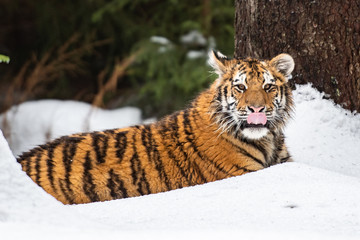 Siberian Tiger running in snow. Beautiful, dynamic and powerful photo of this majestic animal. Set in environment typical for this amazing animal. Birches and meadows