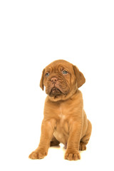 Cute dogue de Bordeaux puppy looking up sitting isolated on a white background