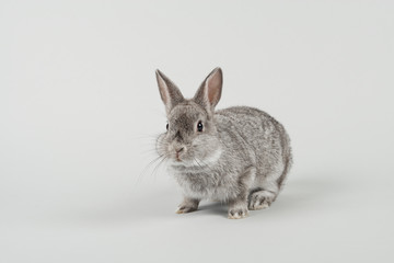 Cute alert grey rabbit looking at the camera on a grey background