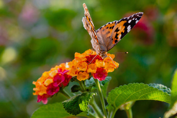 A beautiful butterfly on the flowers of a tropical plant lantana camara. Bright summer floral background. Blossom Lantana camara.