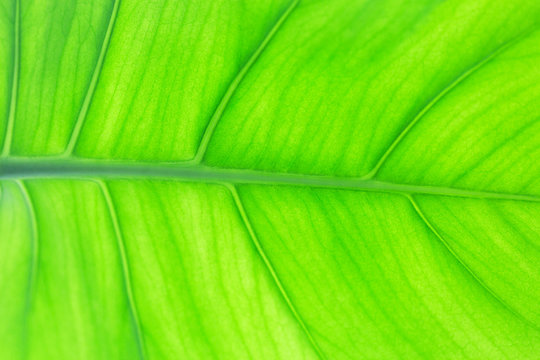 Bright green macro leaf texture background