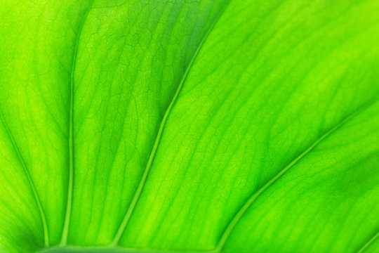 Bright green macro leaf texture background