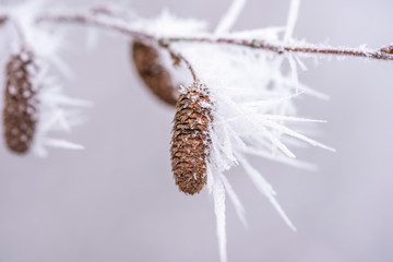 Pflanzen von Frost und Eiskristallen überzogen