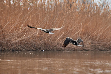 Two birds flying above the water with vegetation in the background