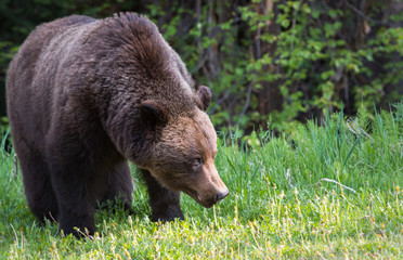 Grizzly bear in the wild