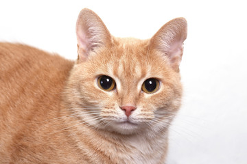 Red cat portrait close