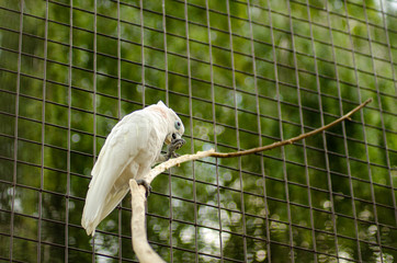 beautiful white parrot in a cage