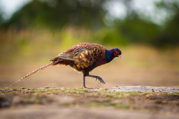 Common Pheasant