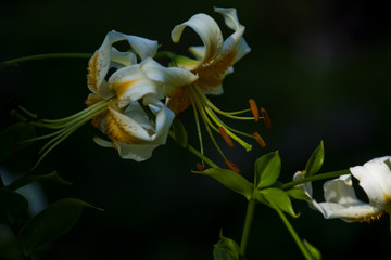 The big lily, white with yellow color, blossoms in a summer garden. Beautiful flowers. Monophonic background.