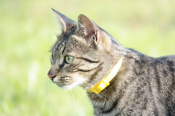A cat on the hunt in the grass. A cat just before the attack