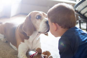 beagle dog faithfully plays with his child