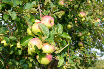 green apple on branch against blue sky and sun