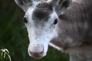 portrait of a reindeer 