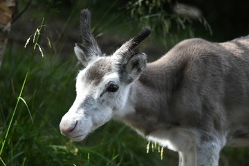 Little reindeer 