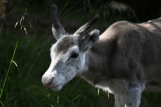 portrait of a reindeer 