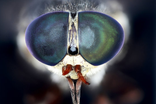 Tabanus bovinus, Pale Giant Horsefly