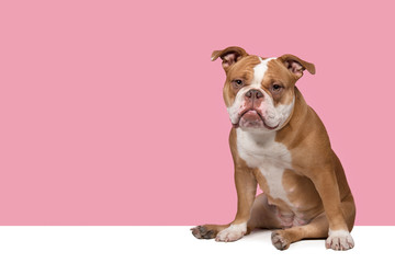 Old english bulldog sitting on a pink background and a with underground looking at the camera in a horizontal image